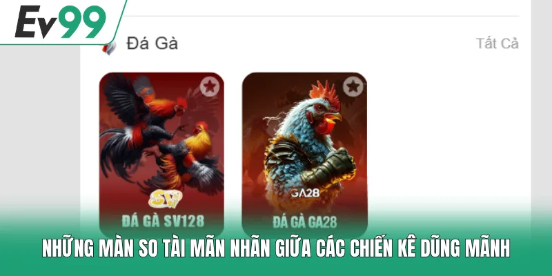Đá Gà EV99 - Sân Chơi Hội Tụ Những Trận Chọi Kê Hấp Dẫn