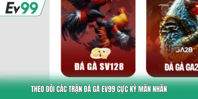 Đá Gà EV99 - Sân Chơi Hội Tụ Những Trận Chọi Kê Hấp Dẫn